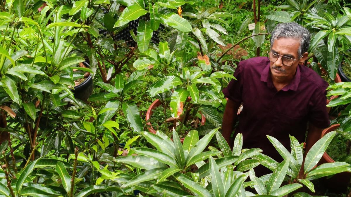 Sankaran Namboothiri amidst his mango trees